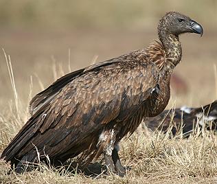 Weissrückengeier, Gyps arficanus, African White Backes Vulture